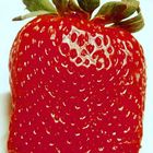 STRAWBERRY from ETiLER-ULUS