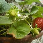 Strawberry in a vase