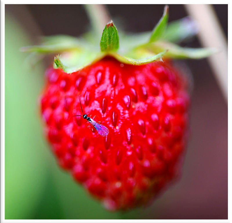 Strawberry Junkie