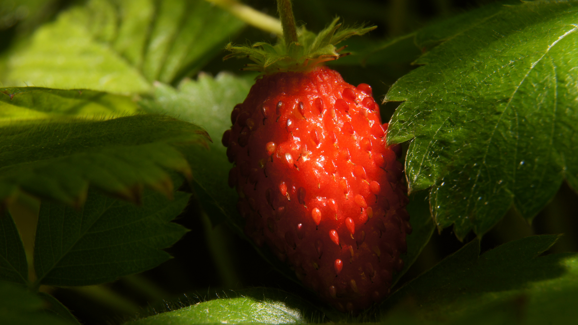 Strawberry - mich findet keiner