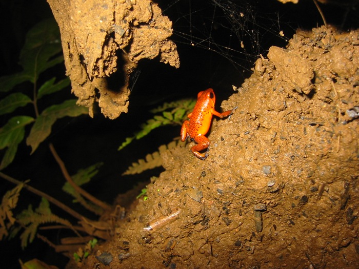 Strawberry Poison-Dart Frog (Oophaga pumilio)