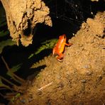 Strawberry Poison-Dart Frog (Oophaga pumilio)