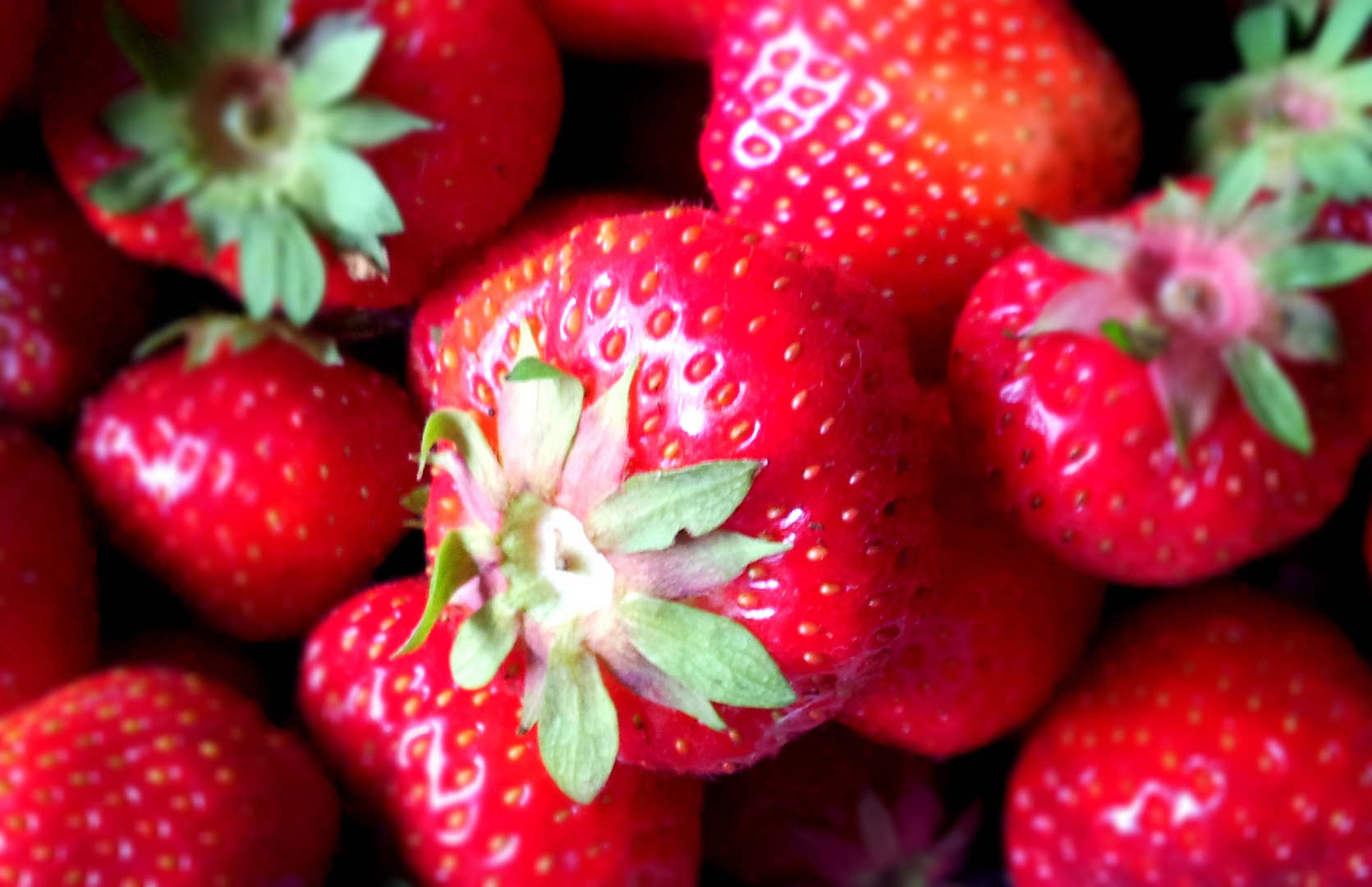 Strawberry(fields) 4 ever Foto & Bild pflanzen, pilze & flechten