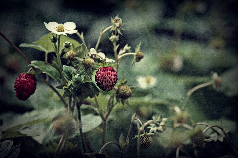 StrawberryFields