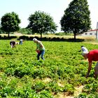 Strawberryfields forever!! (NACHLESE)