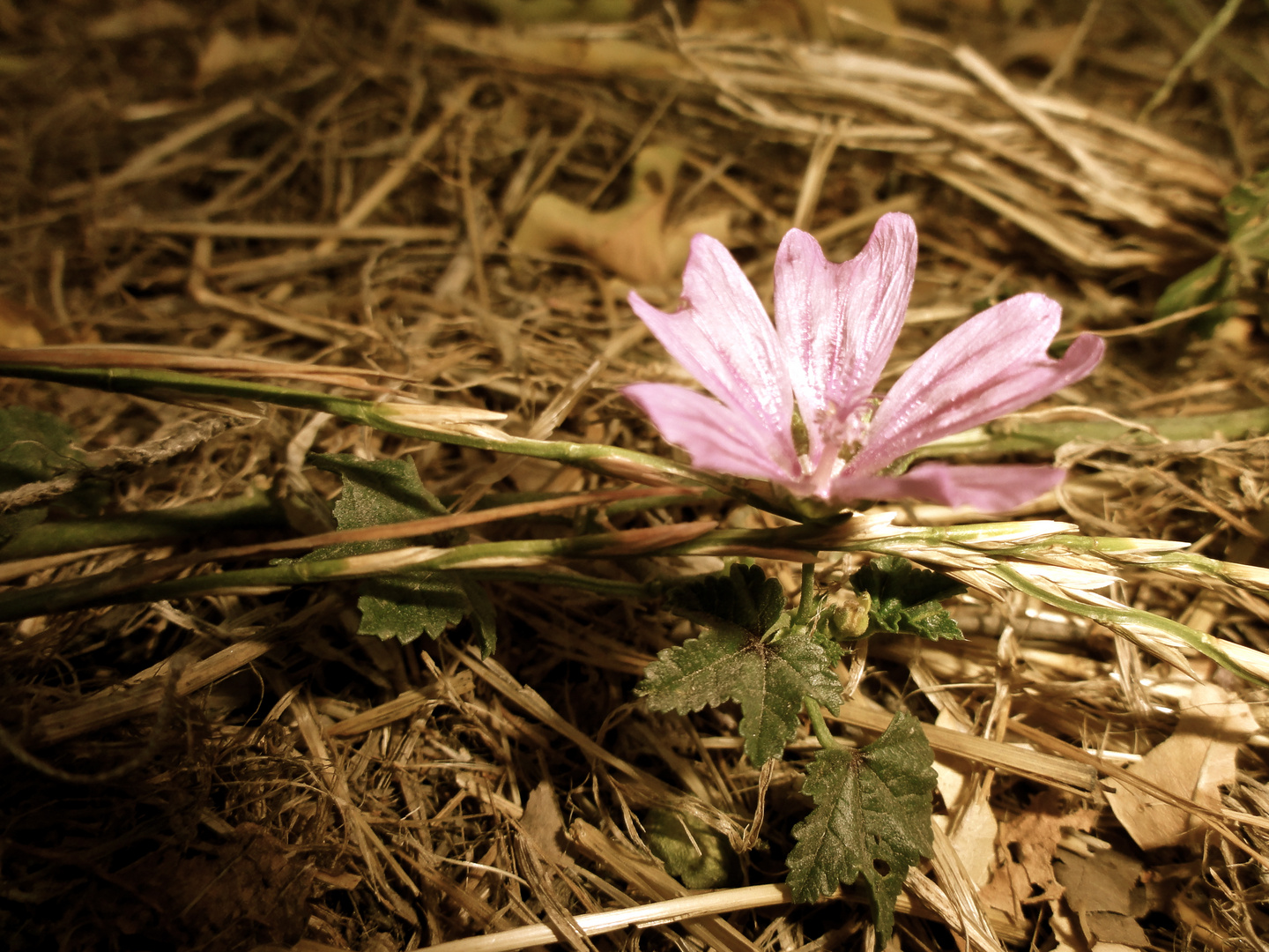 strawflower