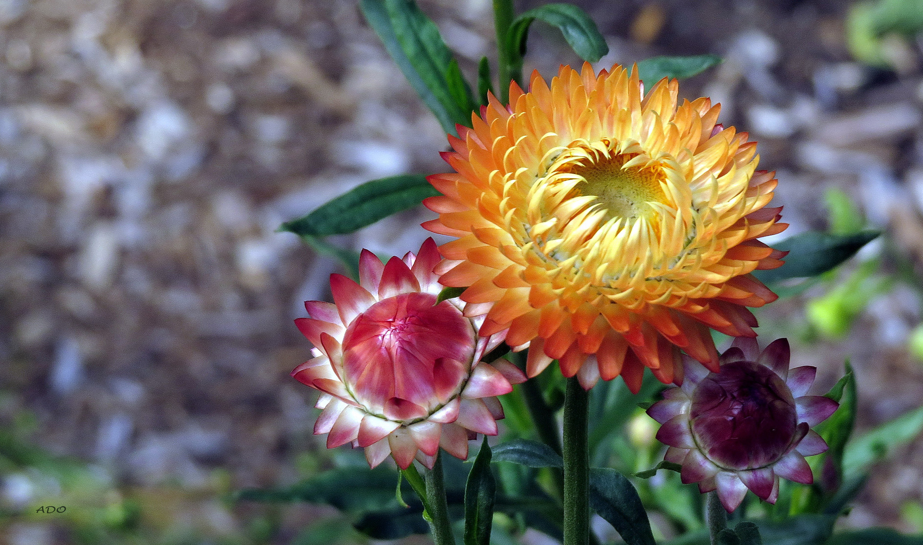 Strawflowers