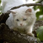 Stray Cat