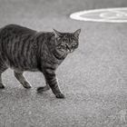 Stray Cat