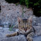 Stray Cat in Side, Turkey