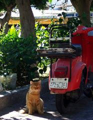 Stray Cat - Rhodos - Lindos