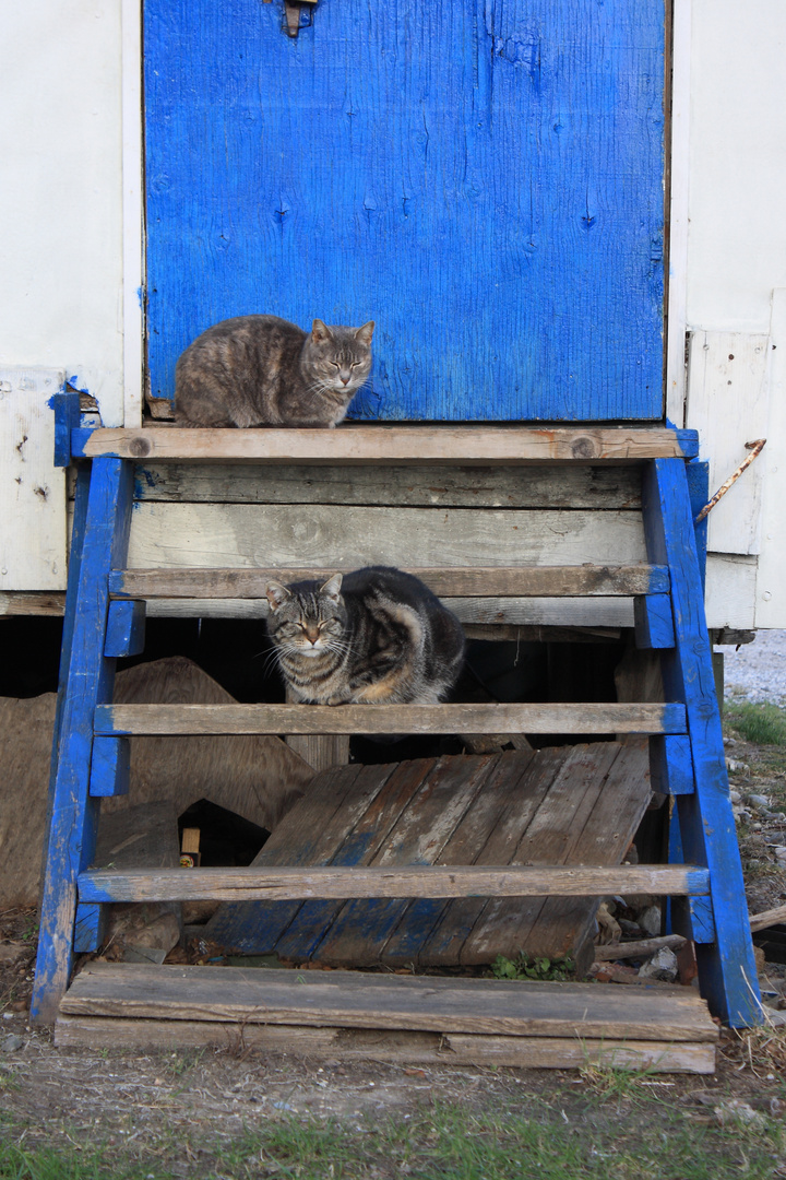 STRAY CATS ON BLU STAIR