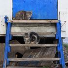 STRAY CATS ON BLU STAIR