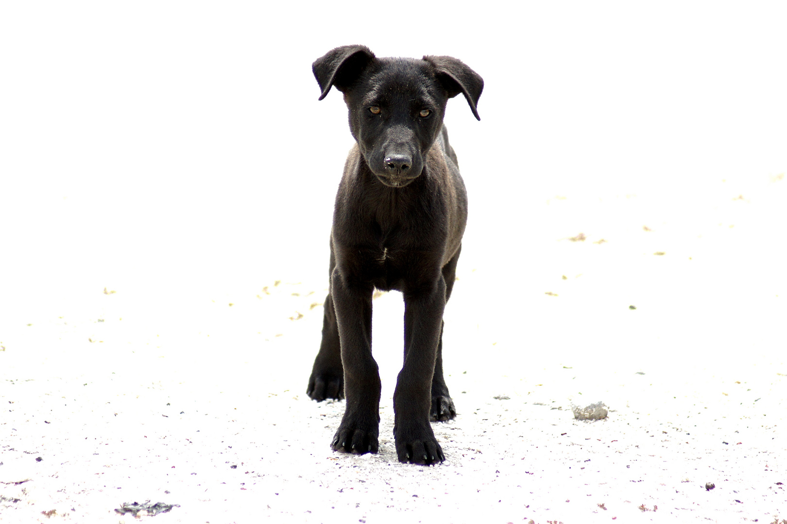Stray dog - a puppy's portrait