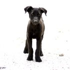 Stray dog - a puppy's portrait