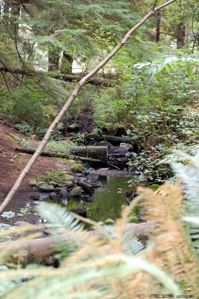 Stream from Beaver Lake