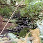 Stream from Beaver Lake