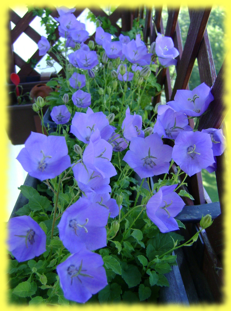 Stream of blue bells