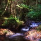 Stream running into Lake Vyrnwy