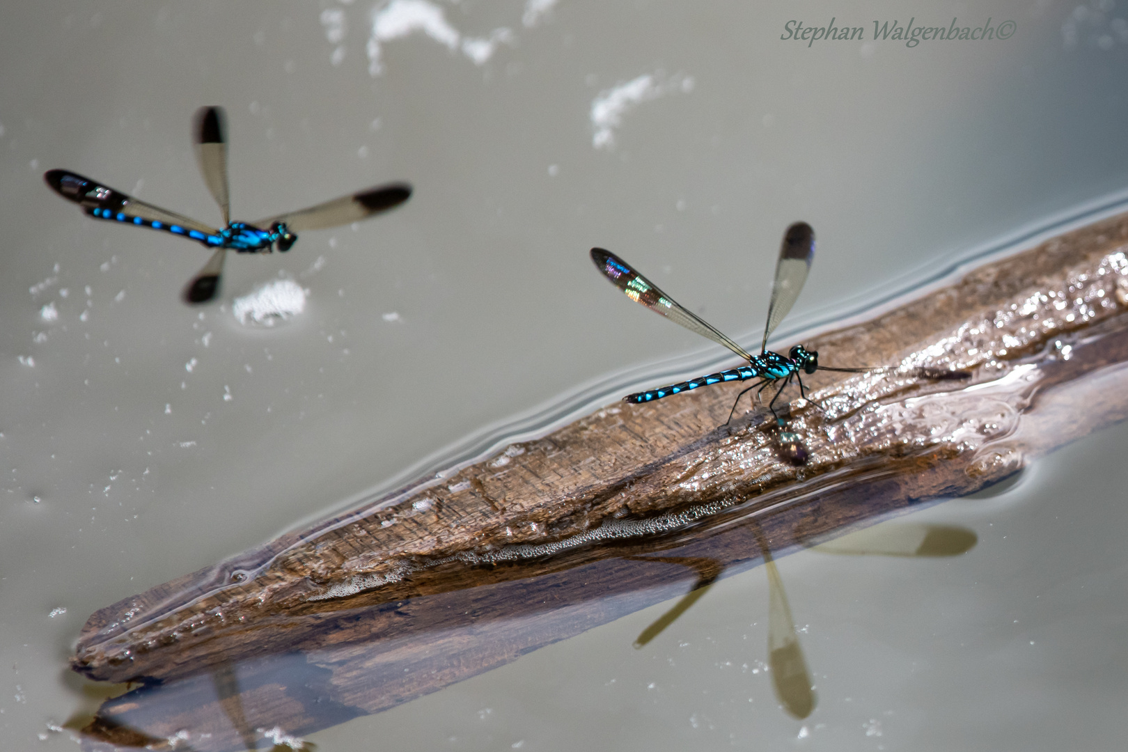 Stream Sapphire (Heliocypha perforata) Männchen