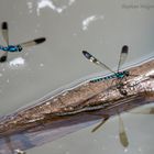 Stream Sapphire (Heliocypha perforata) Männchen