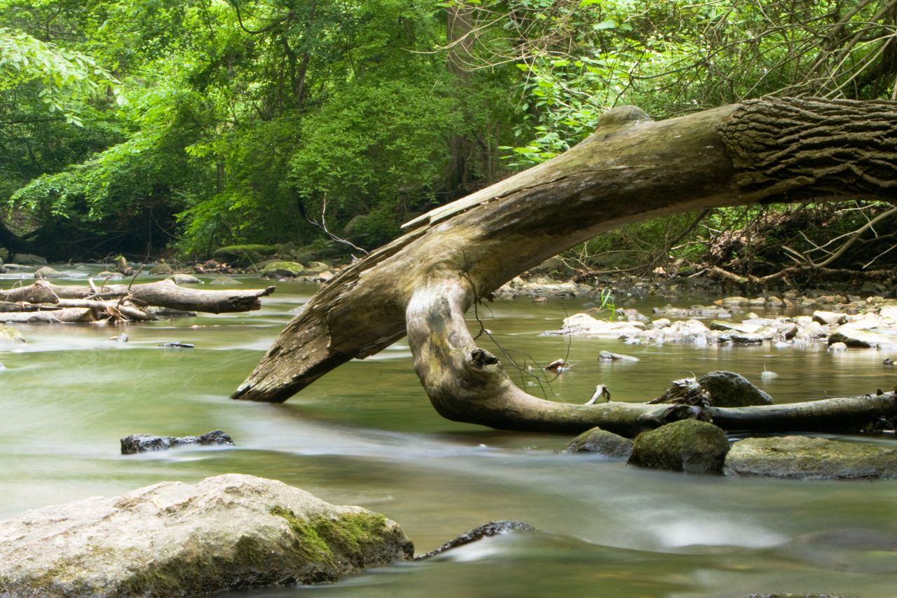 Stream & Tree