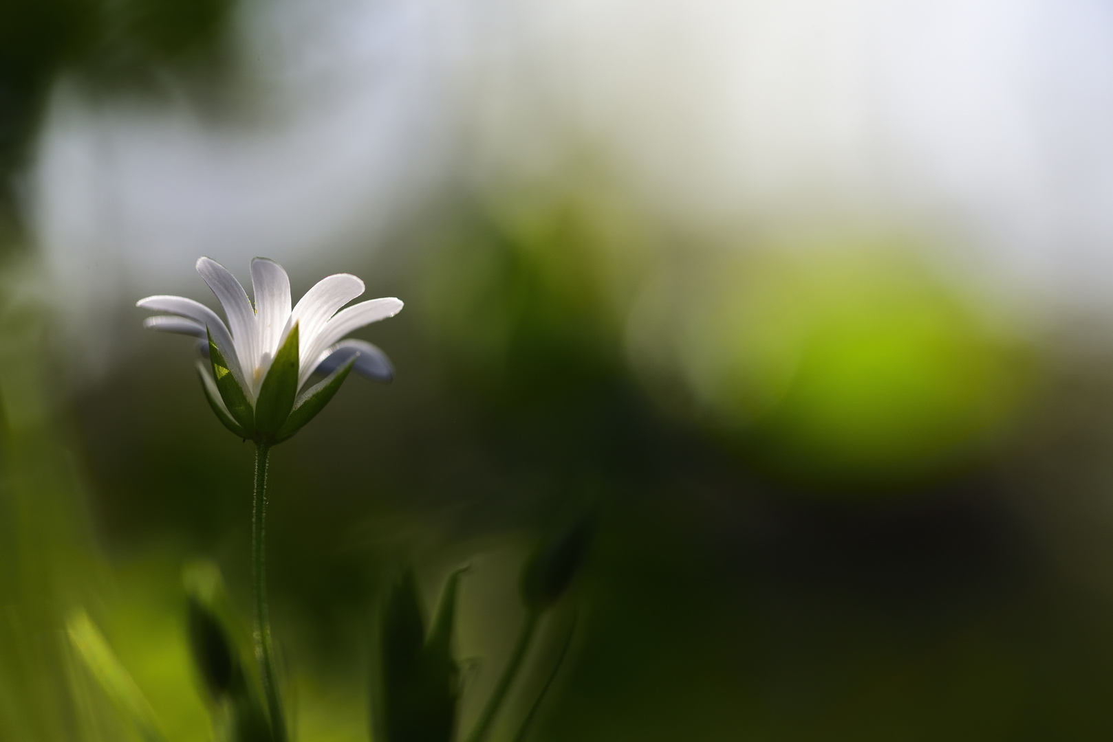 Streben nach Licht