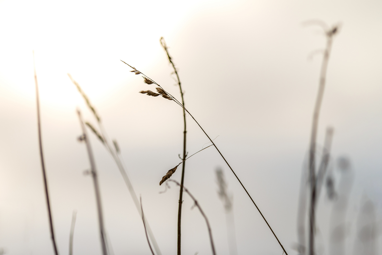 Streben nach Licht