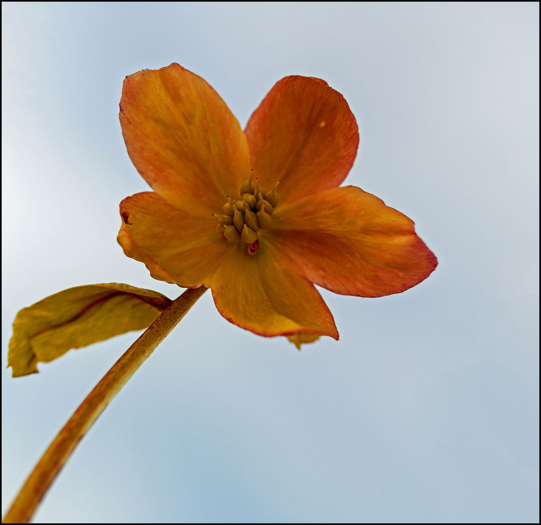 Streben zum Licht