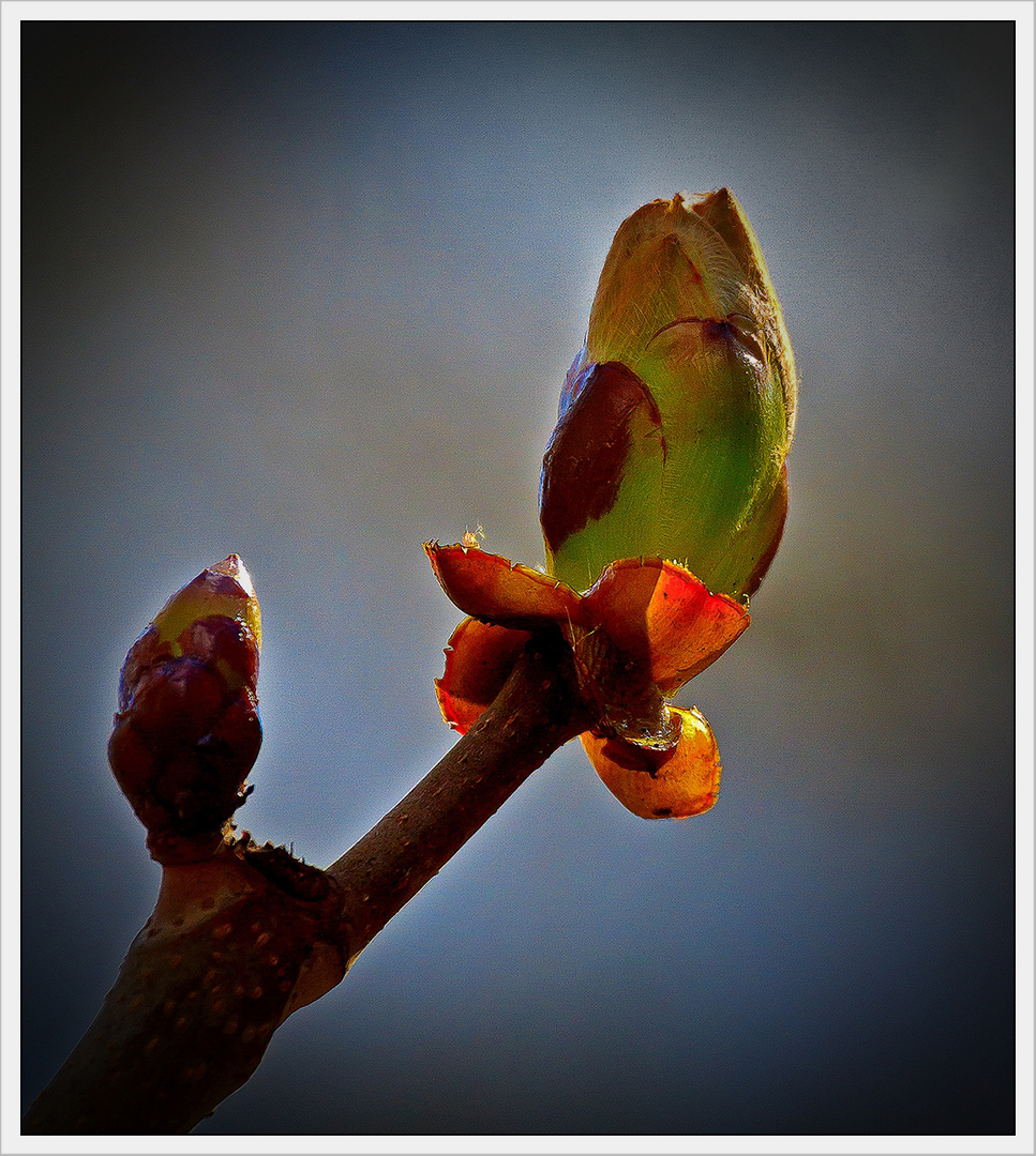 Streben zum Licht