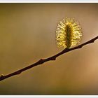 Streben zum Licht II