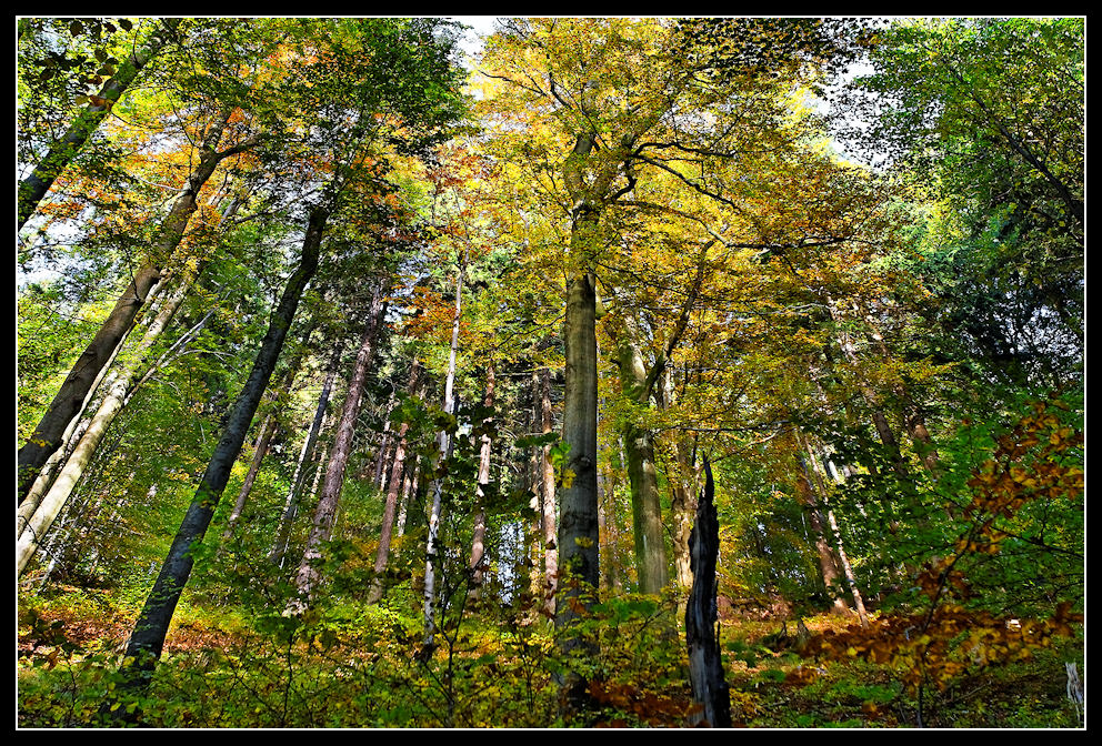 Strebsame Bäume