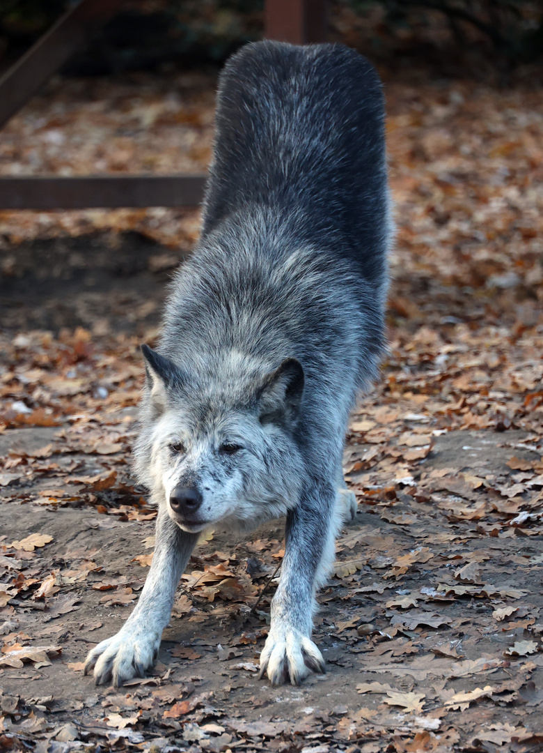 Streck-Wolf