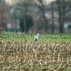 Streckenposten am Rand der Rennpiste von Has und Igel