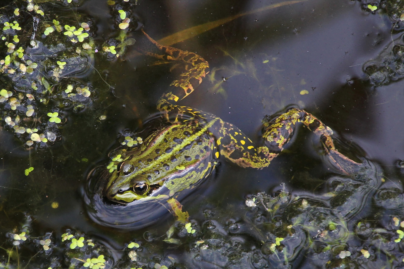 Streckenschwimmen