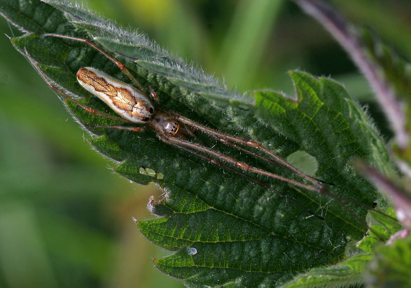 Streckerspinne