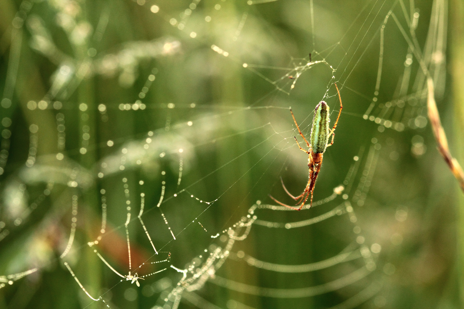 Streckerspinne am Morgen...