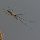 Streckerspinne - Das Leben hängt am seidenen Faden