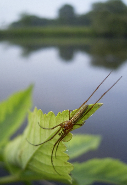 Streckerspinne