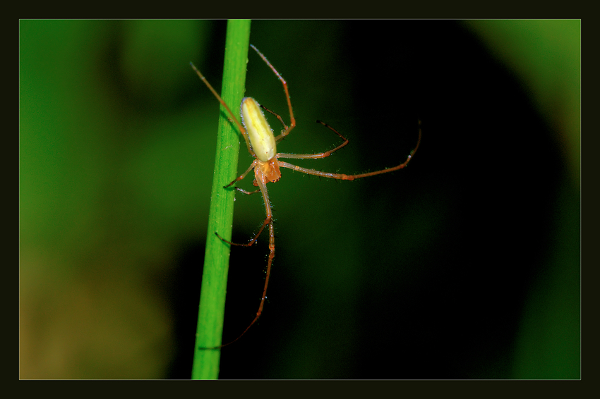 Streckerspinne