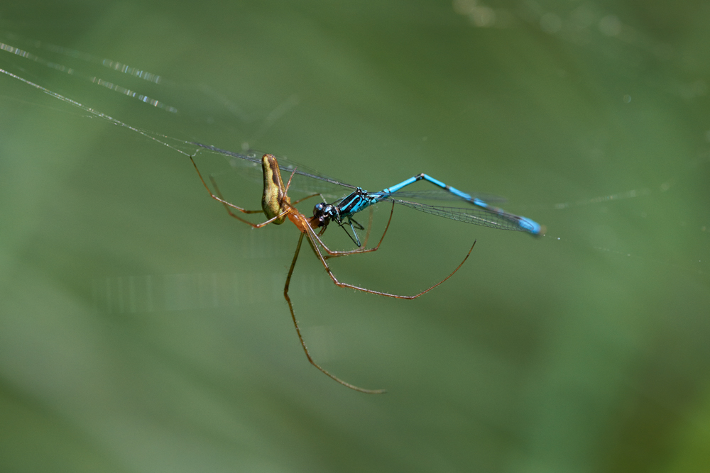 Streckerspinne frisst Azurjungfer