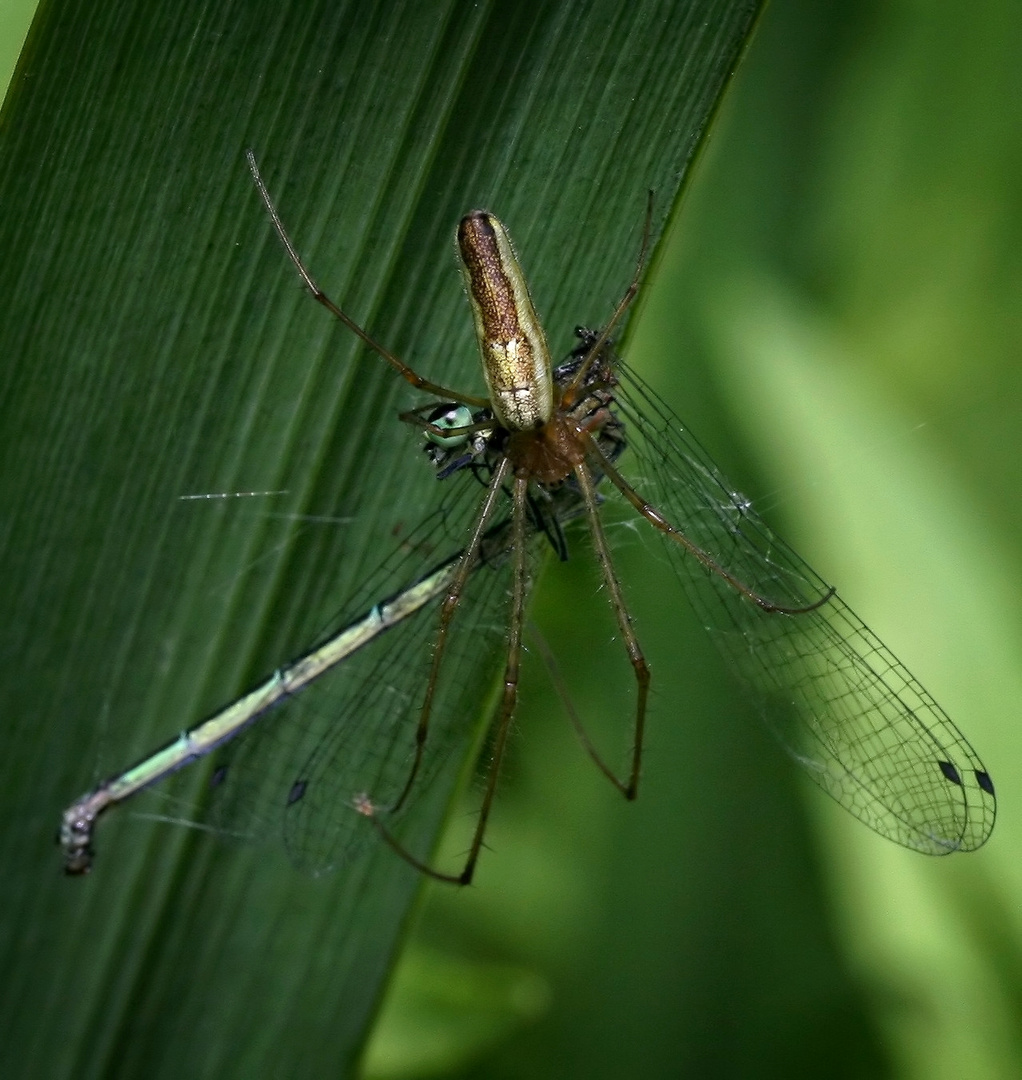 Streckerspinne mit Beute