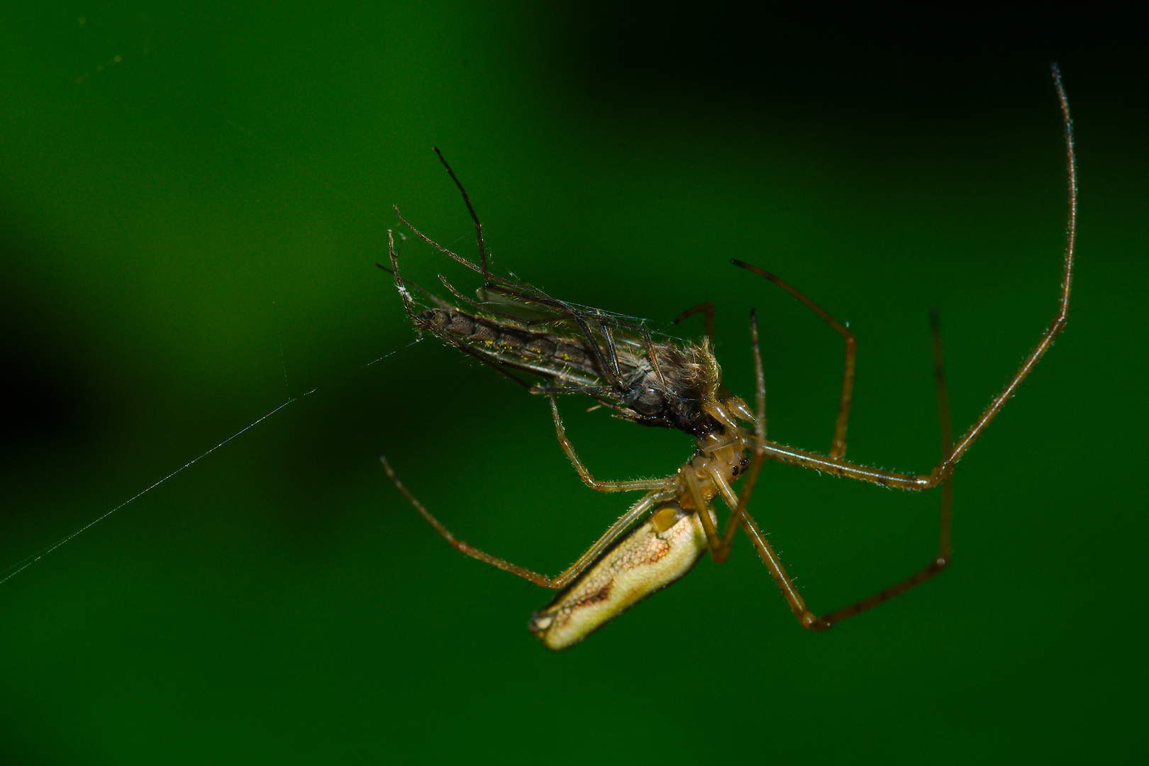 Streckerspinne mit Beute