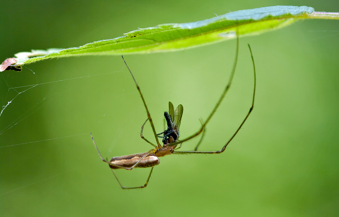 Streckerspinne mit Beute