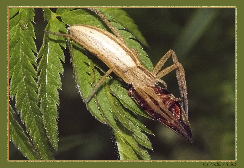 Streckerspinne mit Beute