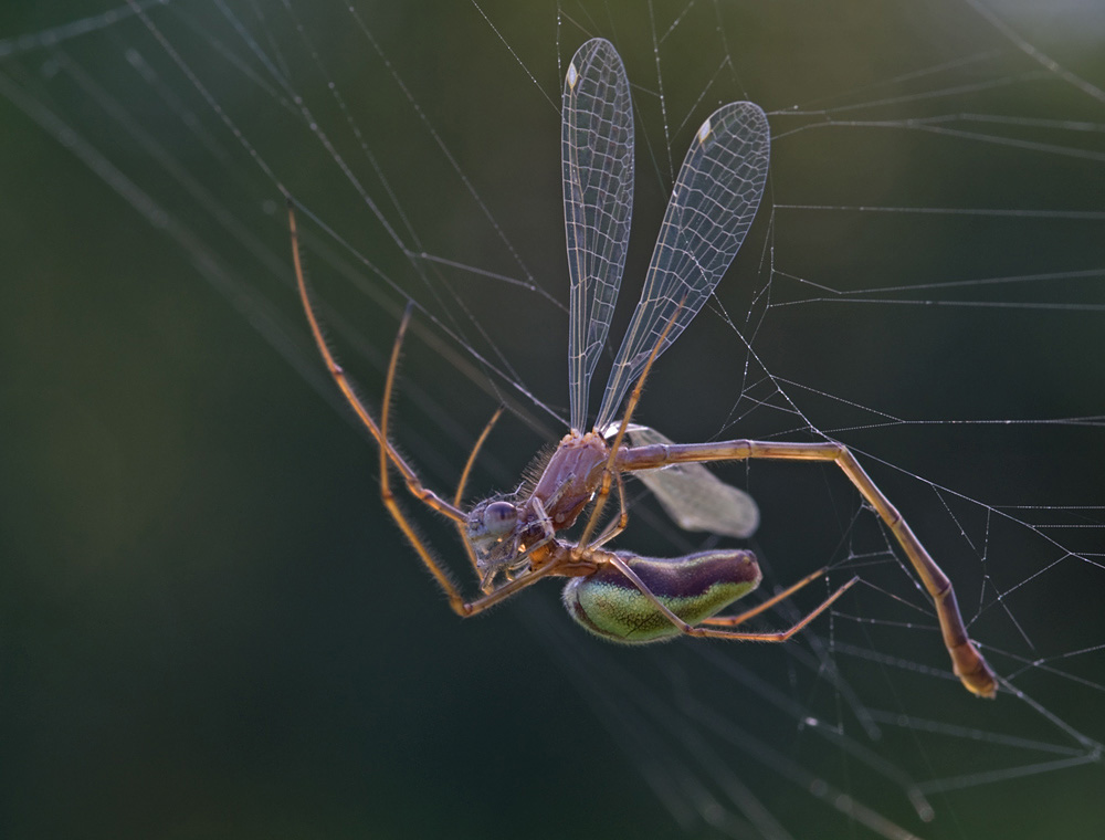 Streckerspinne mit Beute