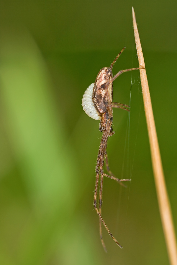 Streckerspinne mit Passagier