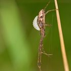 Streckerspinne mit Passagier