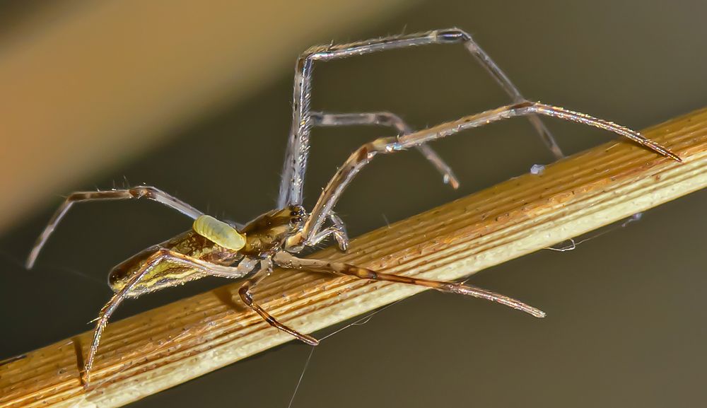 Streckerspinne mit Schlupfwespenlarve