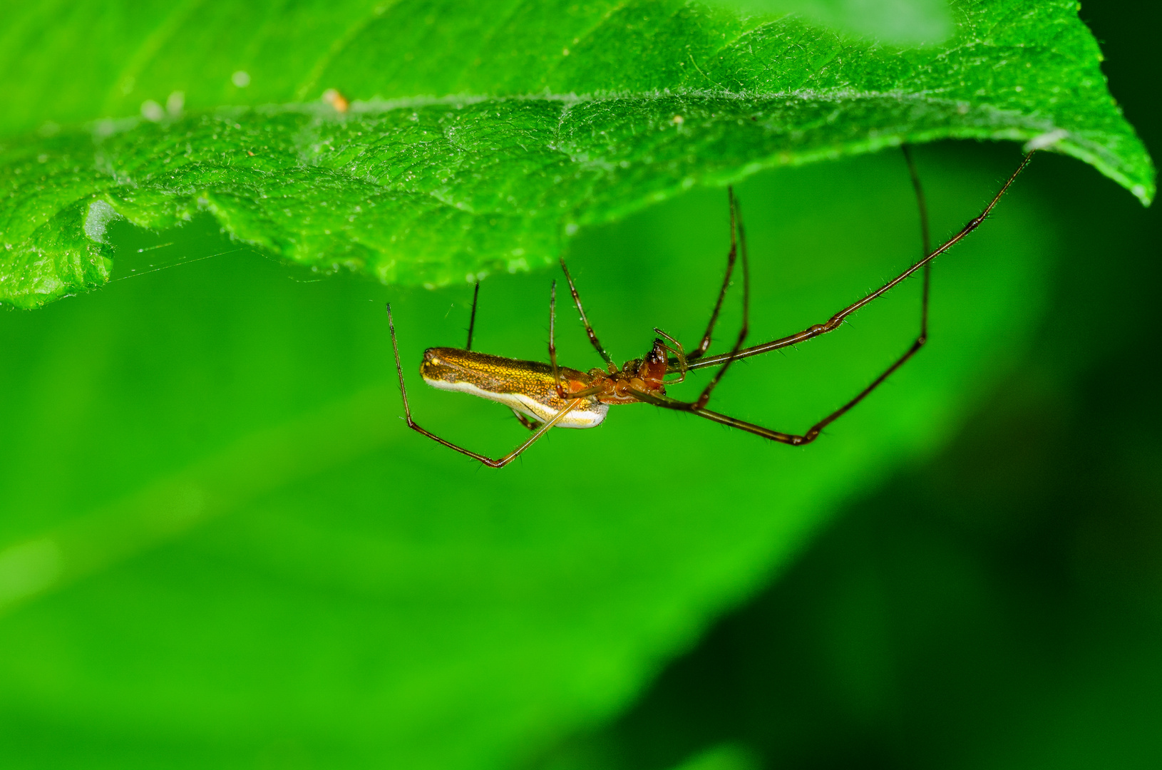 Streckerspinne (Tethragnata montana)